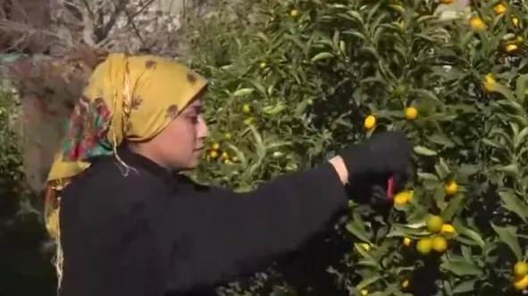 Ege’de kumkat hasadı başladı