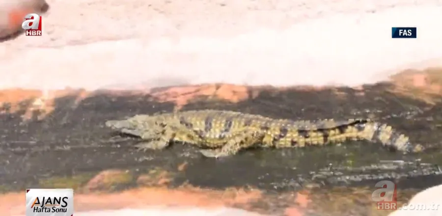 Futbolcular neye uğradıklarını şaşırdı! Futbol sahasını bastılar 21