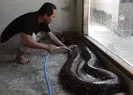 Evde dev pitonlarla yaşam
