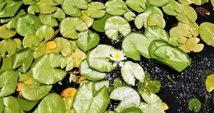 Nilüferin görsel şöleni başladı