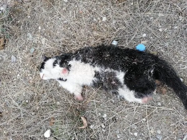 Çorum'da büyü vahşeti! 4 patisi kesilmiş kedi bulundu - 2