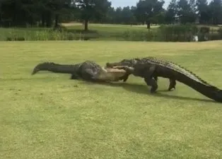 İki timsahın ölümüne savaşı böyle görüntülendi! Her anı...