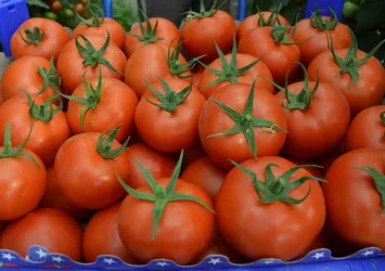 Rusya'dan domates açıklaması