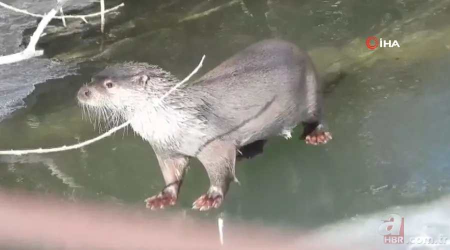 Vahşi doğa belgeseli tadında görüntüler Türkiye'den! Avını böyle yedi 3