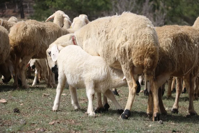 Süt kuzuları onlarca koyun arasında annelerini kokularından tanıyor! Renkli buluşma havadan görüntülendi - 2