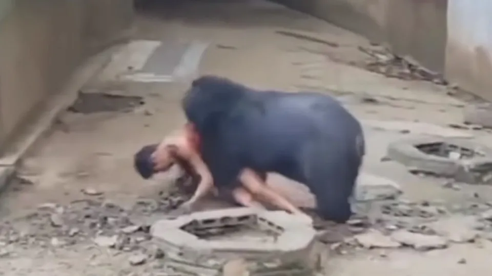 Kafese giren adam ayıya yem oldu!