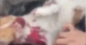 CHP’li belediyeden hayvan katliamı