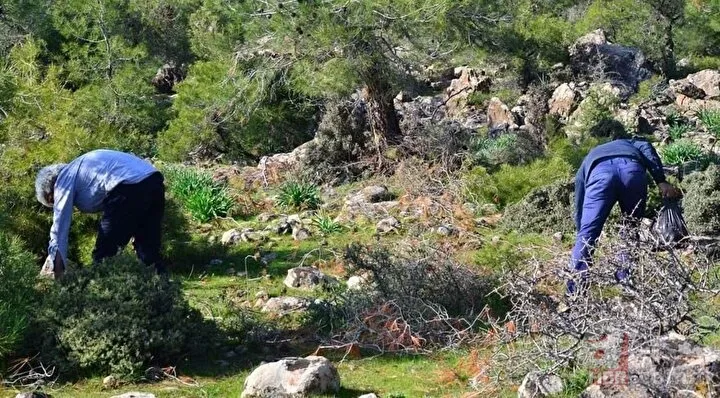 Bayram tatilini fırsat bilip ormana akın ettiler! Kilosu 500 liradan alıcı buluyor 22