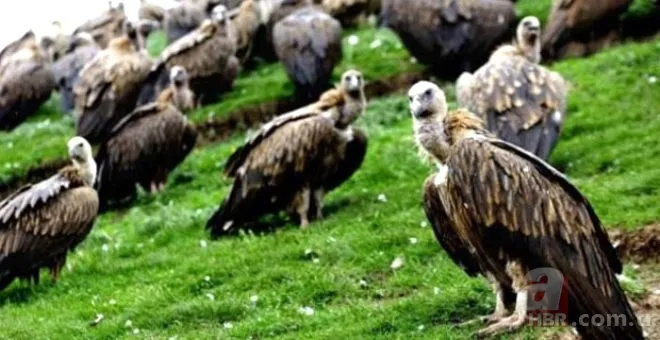 Bursa’da korkunç gelenek 200 yıldır devam ediyor! Derileri giyip… 16