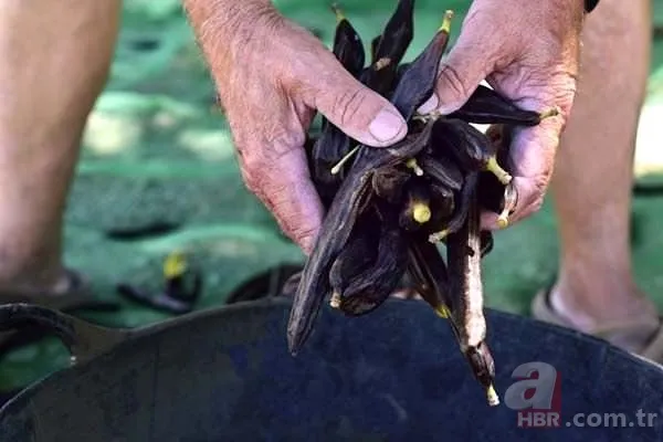 Keçiboynuzu pekmezinin derdinize derman olacak 11 faydası 14