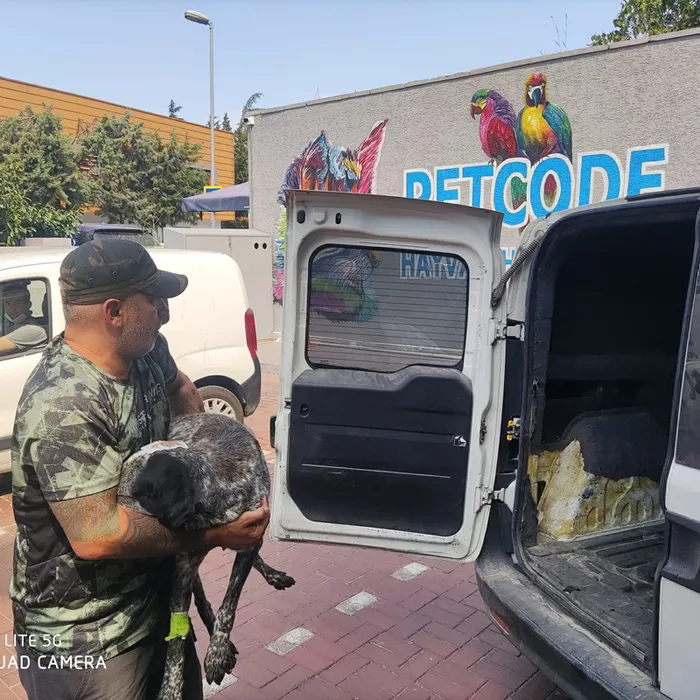 İstanbul'da vicdanları sarsan olay! Köpeğin kafasını sopayla kırdı - 8