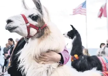 Şizofreni tedavisinde umut: Lama tüyü