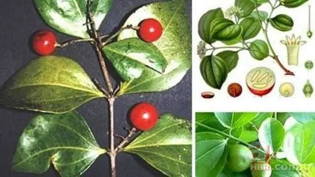 Dünyanın en ölümcül bitkileri 15