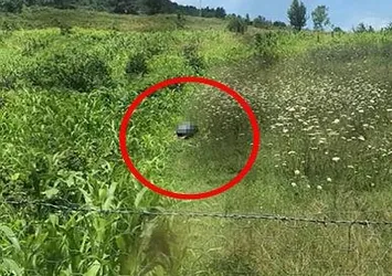 Hayvan Hakları Yasası'nda ilk uygulama! Köpeğe cinsel istismarda bulunmuştu