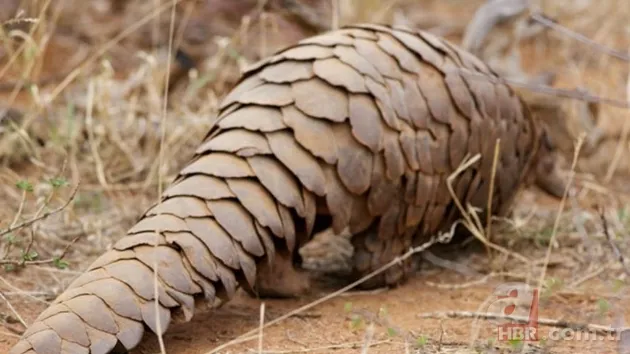Pangolin koronavirüs taşıyıcısı çıktı! İşte Pangolinlerin yaşadığı ülkeler ve bölgeler... 25