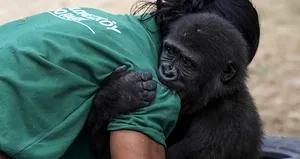 Yavru goril Zeytin’den sevindiren haber