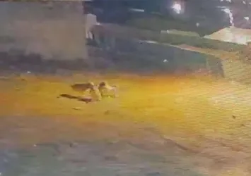 Köye inen kurtlar, köpeğe saldırdı