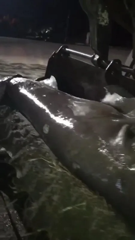 İzmir’de 1 tonluk köpek balığı karaya vurdu