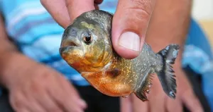 Adana’da amatör balıkçıyı pirana ısırdı