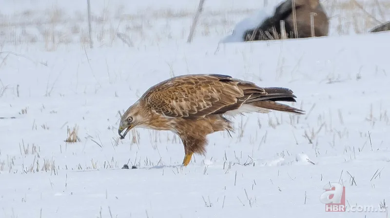 O ilimizde vahşi doğa belgeseli gibi görüntü! Koruma altındaki tür böyle avlandı 6