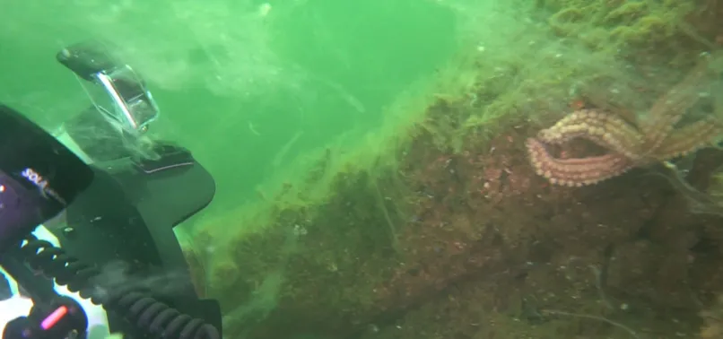 Marmara Denizi ölmeye başladı! İşte felaketin son görseli