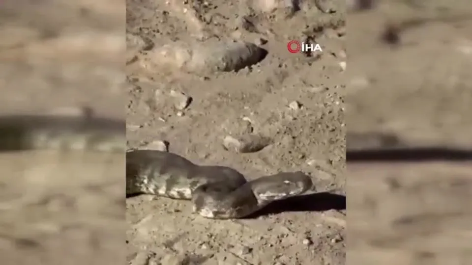 Dev yılanı gören şoke oldu! Görüntüler Elazığ - Malatya karayolu üzerinden