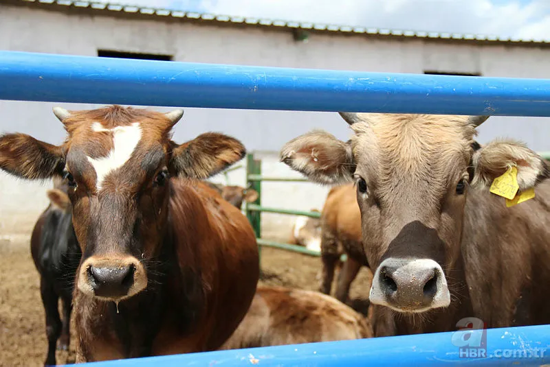 Marketlerde kurban fiyatı ne kadar? A101, Migros, CarrefourSA küçükbaş büyükbaş 2021 kurbanlık fiyatları kaç TL? 14