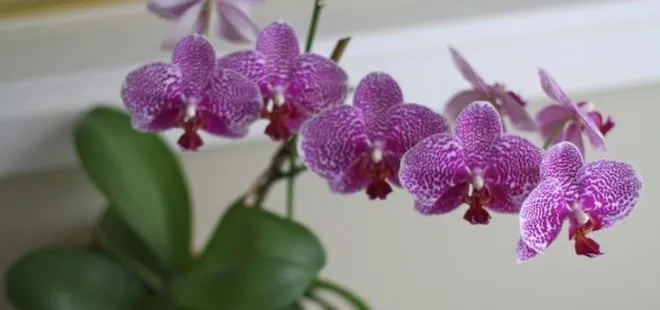 Sevgililere 2 milyon orkide