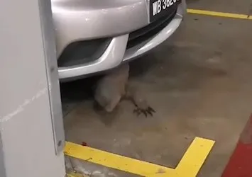 Komodo ejderi arabanın altından çıktı! Otoparkta dehşet dolu anlar