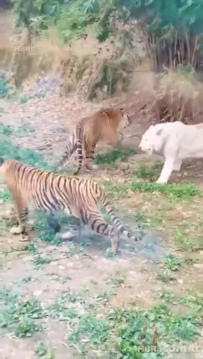 Beyaz aslan ve kaplanın karşılaşması nefesleri kesti! (Aslan Kaplan kavgası) 21