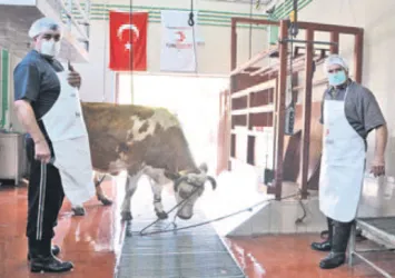 Belçika'da helal kesime yasak