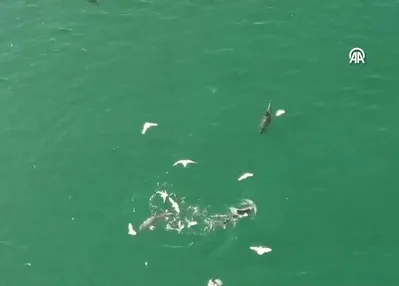 Karadeniz’de dolaşan yunuslar kamerada