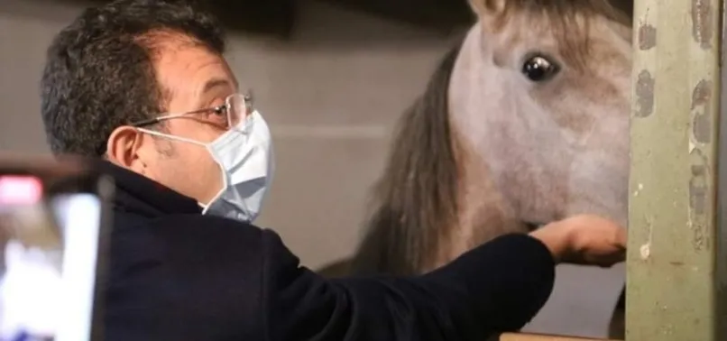 Son dakika: İBB satın almıştı! Adalar'da ölen at sayısı 226'ya yükseldi! İşte vahşetin yeni fotoğrafları