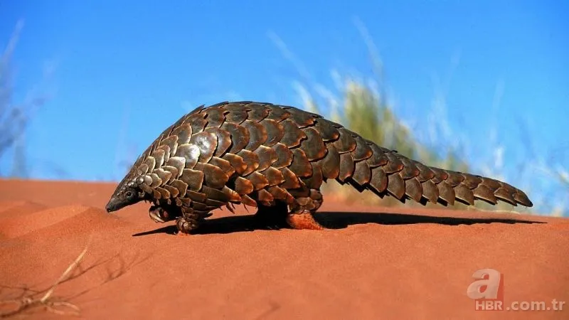 Pangolin koronavirüs taşıyıcısı çıktı! İşte Pangolinlerin yaşadığı ülkeler ve bölgeler... 24