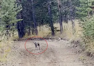 Yaban hayatının en gizemli ikilisi kamerada