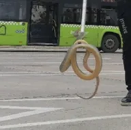 Otobüste zehirli yılan paniği