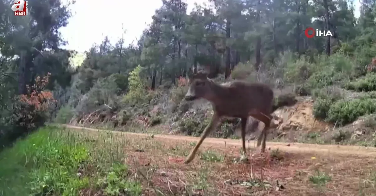 Ganos Dağları’ndaki iki karaca fotokapanda