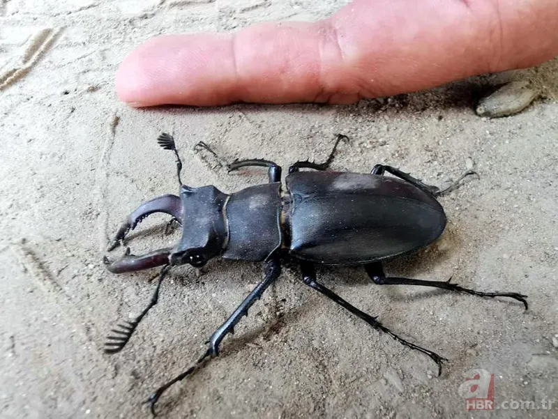 Koronavirüs nedeniyle sokağa çıkmak yasaklanmıştı! Sokakta yıllardır görülmeyen misk kedisi görüntülendi 8