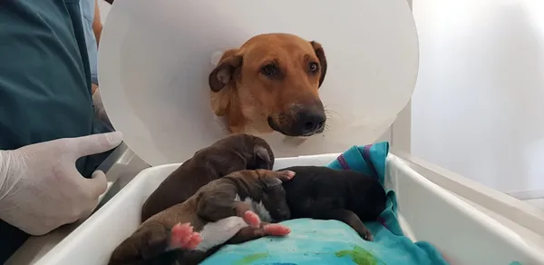 1629796771504.jpg Doğum sancısı tutan köpek hastaneye gitti - 4