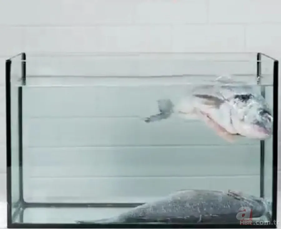 10 saniyede sonucu görün! Gerçek mi sahte mi hemen belli oluyor 10