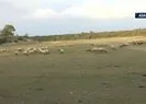 Bir CHP klasiği! Proje yerinde koyunlar otluyor