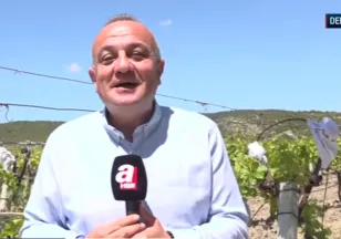 Denizli'de çağla hasadı başladı