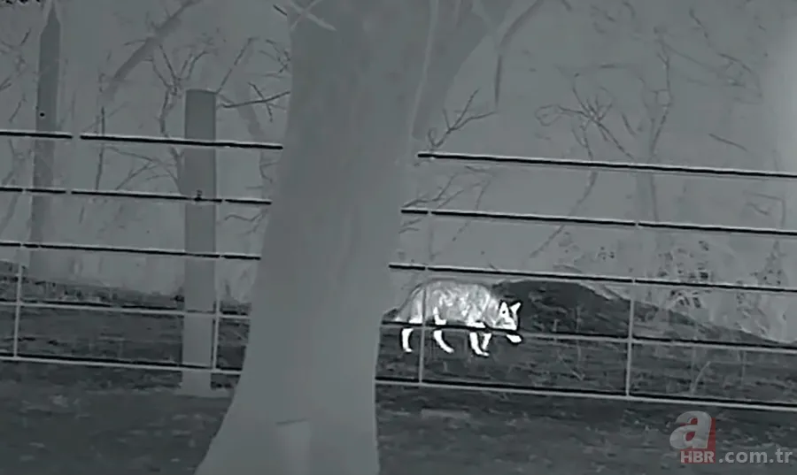 Kurtlar inek çiftliğini bastı! Sığırlarını kaybeden sahibi çözümü katliamda buldu | Bu görüntüler dehşete düşürdü 24