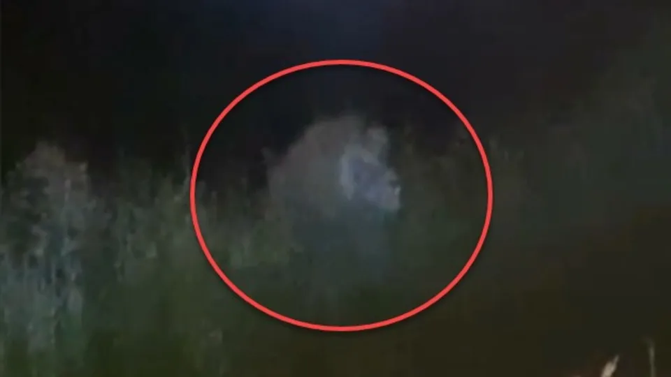 Antalya Manavgat’ta aslan paniği! Bir kişiye saldırdı