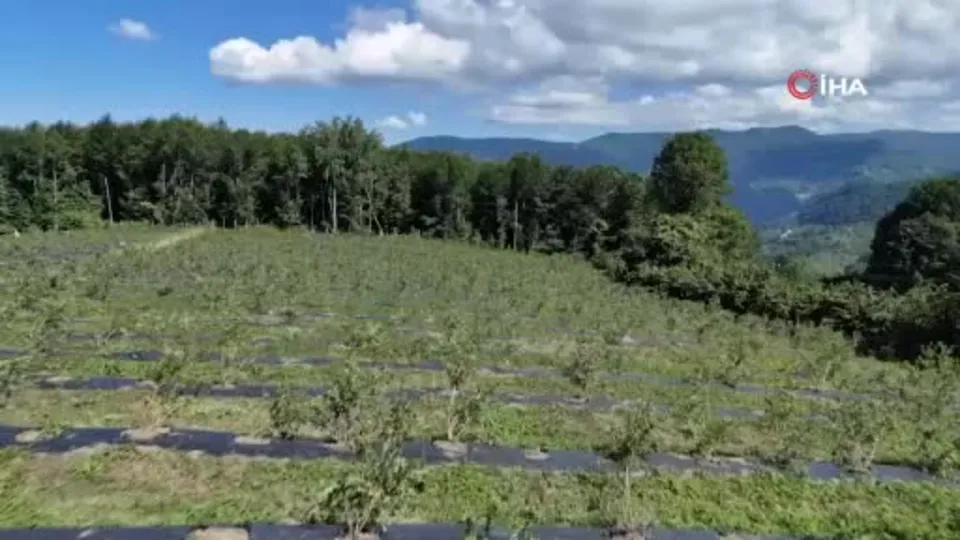 Ordu’da mavi yemiş kazandırıyor