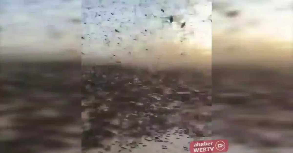 İran - Irak sınırında çekirge istilası! Türkiye'ye geldi mi? |Video