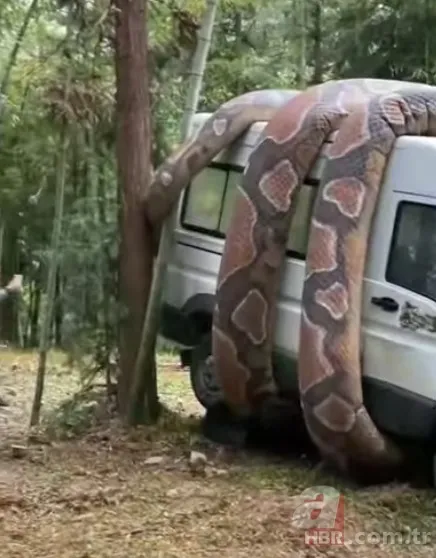 Bu görüntüler dehşete düşürdü! Dev anakonda arabayı sardı 8