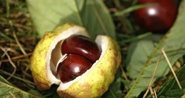 At kestanesinin bilinmeyen 5 faydası!