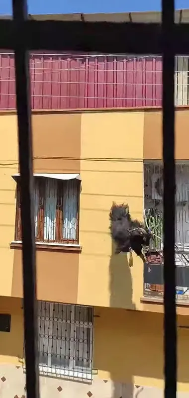 Kurbanlık keçi çatıya kaçtı! Sonu böyle oldu! İşte o anlar - 2