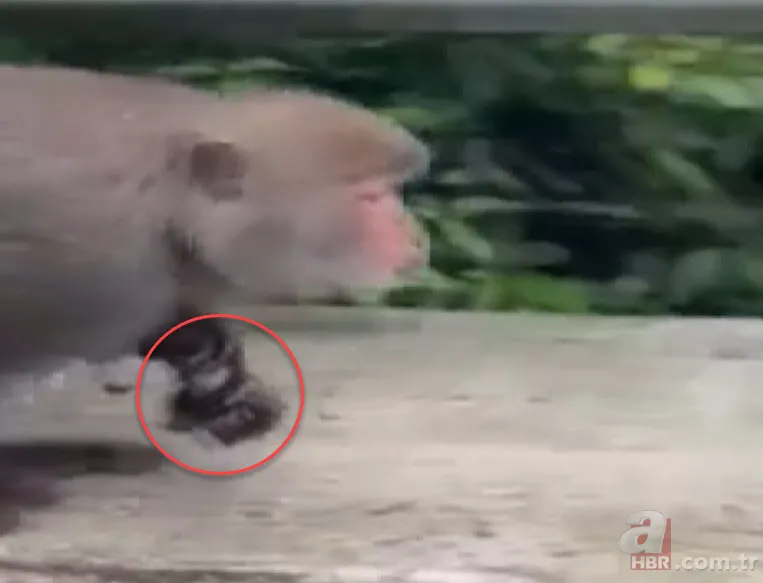 Maymun böyle kaçırdı! Halk seferber oldu 5